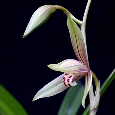Cymbidium Lancifolium