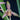 Cymbidium Lancifolium