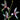 Cymbidium Lancifolium