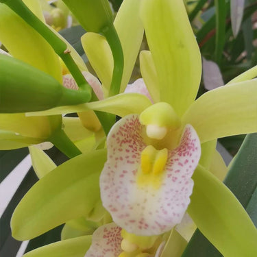 Cymbidium Orchid Seeds-Light Green