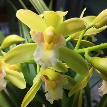 Cymbidium Orchid Seeds-Light Green