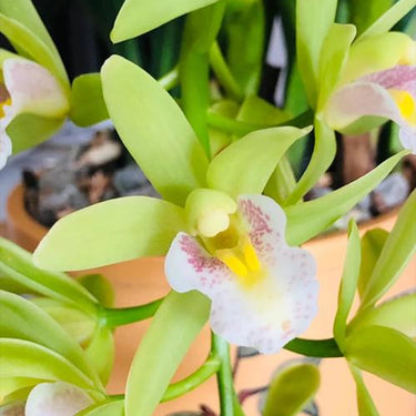 Cymbidium Orchid Seeds-Light Green