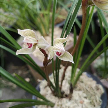 Cymbidium Tortisepalum