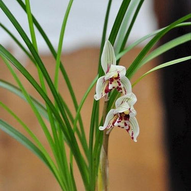 Cymbidium Tortisepalum