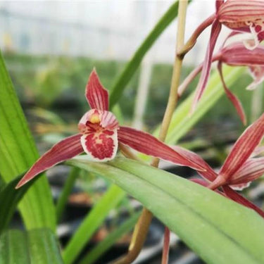 Cymbidium wenshanense