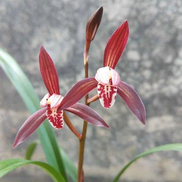 Cymbidium wenshanense