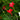 Cypress vine