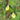 Cypripedium calceolus