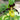 Cypripedium calceolus