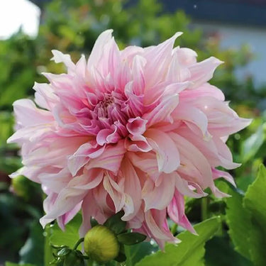 Dahlia Seeds-Alfred Grille