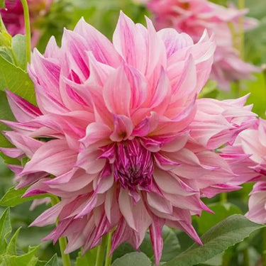 Dahlia Seeds-Alfred Grille