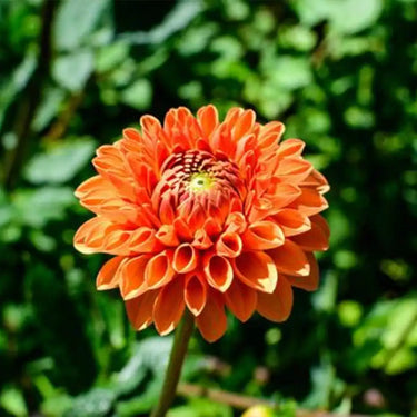 Dahliensamen – Ballpompon