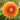 Graines de dahlia Pompon