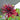 Graines de dahlia - Cactus/Semi-cactus