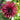 Graines de dahlia - Cactus/Semi-cactus