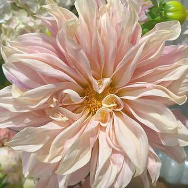 Dahlia Seeds-Café au Lait
