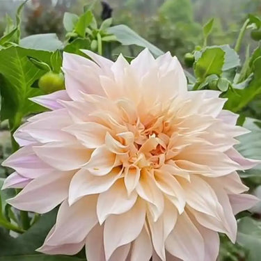 Dahlia Seeds-Café au Lait