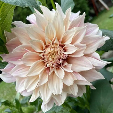 Dahlia Seeds-Café au Lait