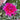 Graines de dahlia à collerette