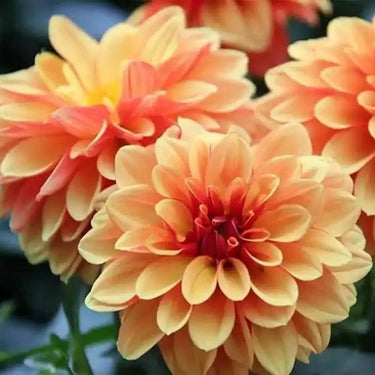 Dahlia Seeds-David Howard