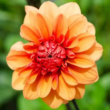 Dahlia Seeds-David Howard