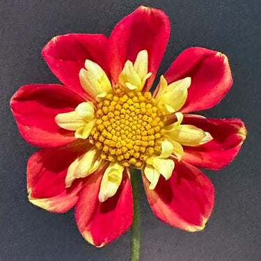 Dahlia Seeds-Dual-color Winnie