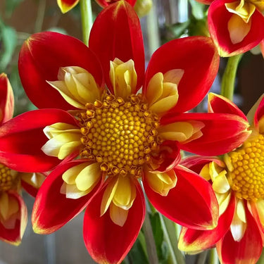Dahlia Seeds-Dual-color Winnie
