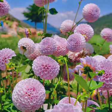 Dahlia Seeds-Green Wizard