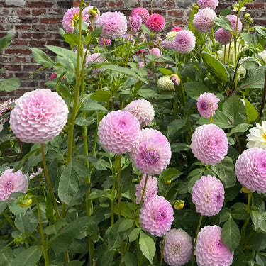 Dahlia Seeds-Green Wizard