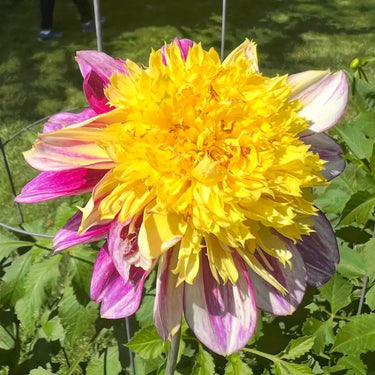 Dahlia Seeds-Joyful Dance Melody