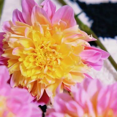 Dahlia Seeds-Joyful Dance Melody