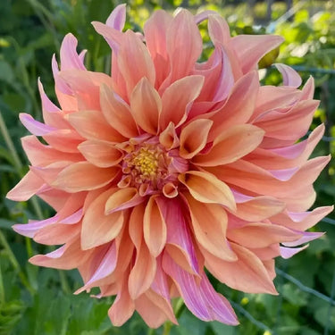 Dahlia Seeds-Melon