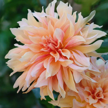 Dahlia Seeds-Melon