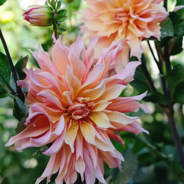 Dahlia Seeds-Melon