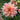Graines de dahlia-melon