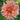 Graines de dahlia-melon
