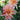 Graines de dahlia-melon