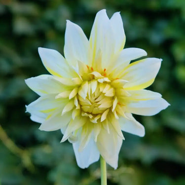 Dahlia Seeds-Nanuna