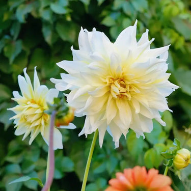 Dahlia Seeds-Nanuna