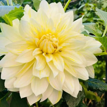 Dahlia Seeds-Nanuna