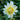 Graines de dahlia-Nanuna