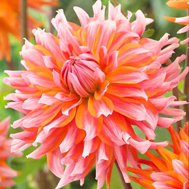 Dahlia Seeds-Orange Turmoil Cactus