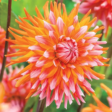 Dahlia Seeds-Orange Turmoil Cactus