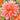 Dahlia Seeds-Orange Turmoil Cactus