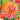 Dahlia Seeds-Orange Turmoil Cactus