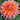 Dahlia Seeds-Orange Turmoil Cactus