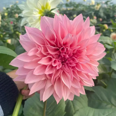 Dahlia Seeds-Paeony-flowered