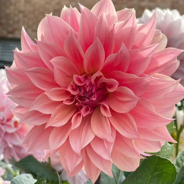 Dahlia Seeds-Paeony-flowered