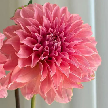 Dahlia Seeds-Paeony-flowered