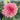 Graines de dahlias à fleurs de pivoine